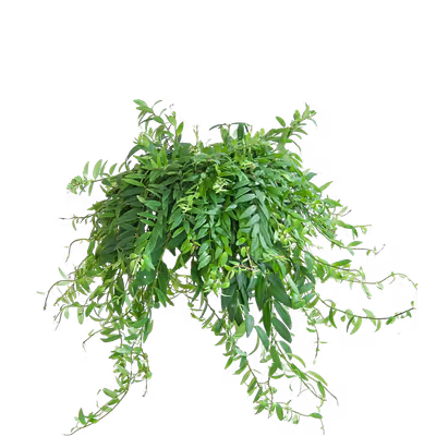 /_app/immutable/assets/Aeschynanthus_Japhrolepis.cadd9717.avif
