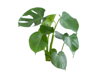 /_app/immutable/assets/monstera.17f253dd.avif